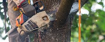 Tree and Shrub Care in Williamston, NC